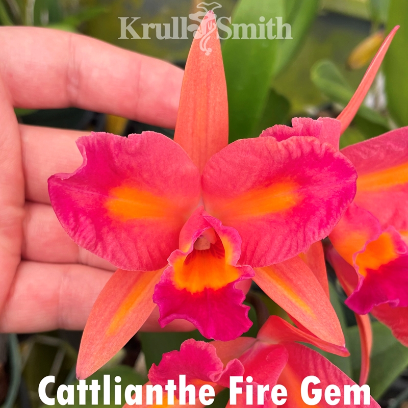 Rth. Carolina Orange D'or x Rlc. Rubescence