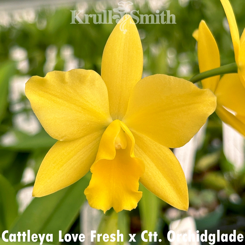 Cattleya Love Fresh x Ctt. Orchidglade