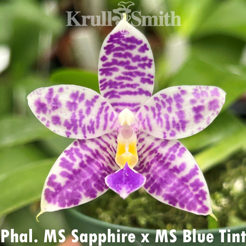 Phalaenopsis Mainshow Sapphire x Mainshow Blue Tint