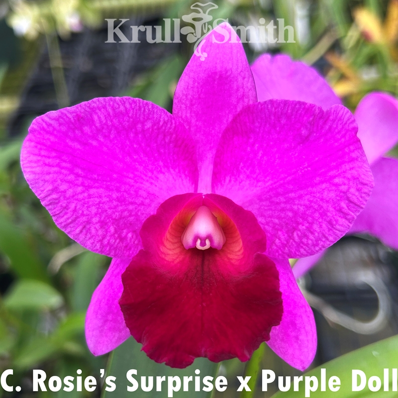C. Purple Splendor x C. Sydney J