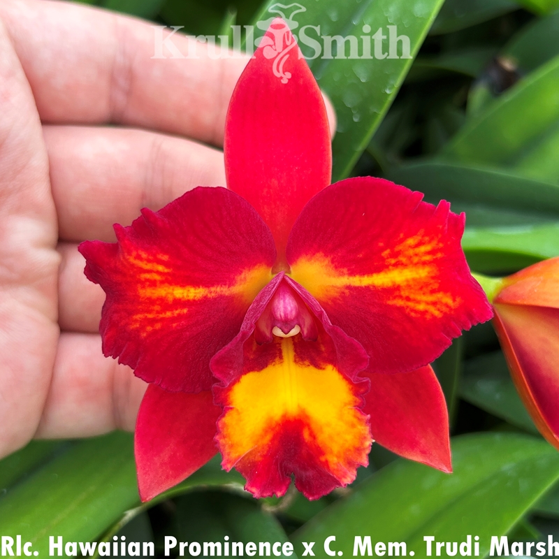 Rlc. Hawaiian Prominence x Cattleya Mem. Trudi Marsh