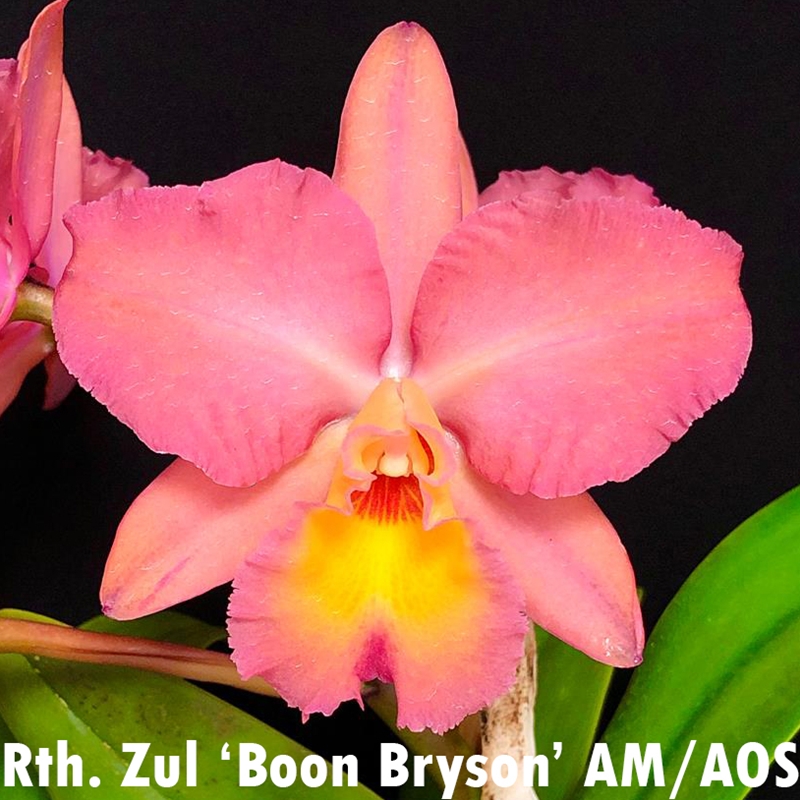 ルルララ 2181.jpg