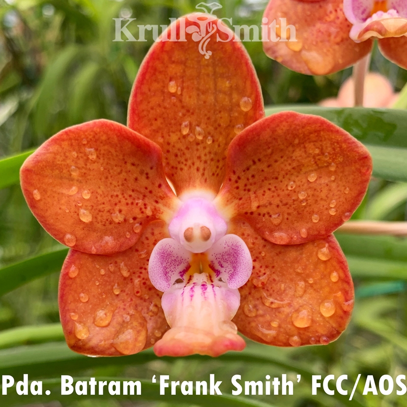 Vanda Batram Seedling (2147)