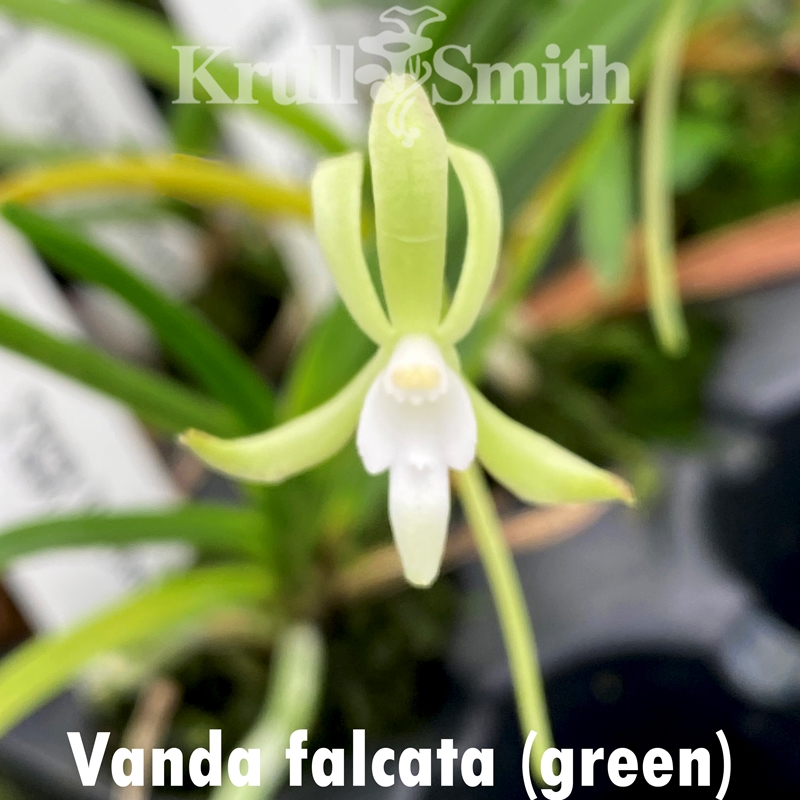 Parent Seedling Vanda Virgil x Vanda falcata f. Hisui Seedling