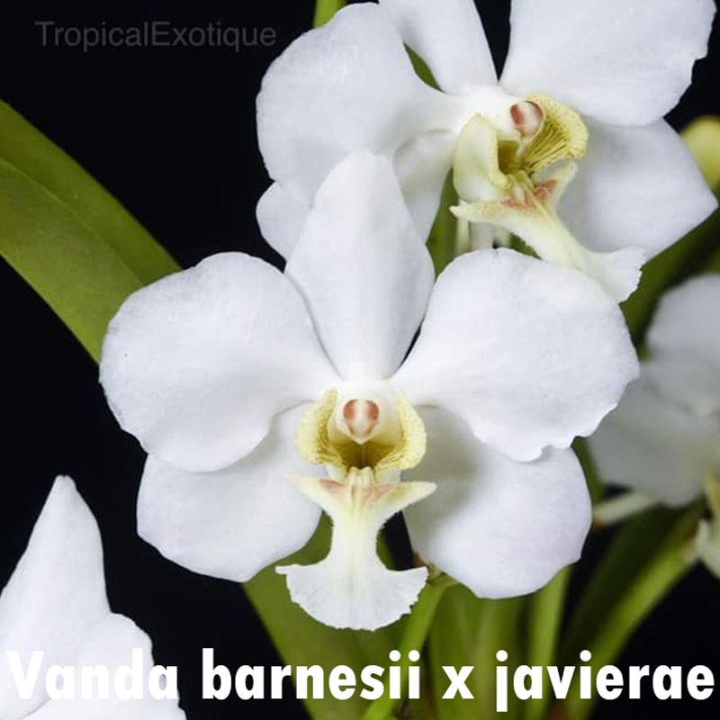 Parent Seedling Holcoglossum subulifolium x Vanda (barnesii x javierae) Seedling