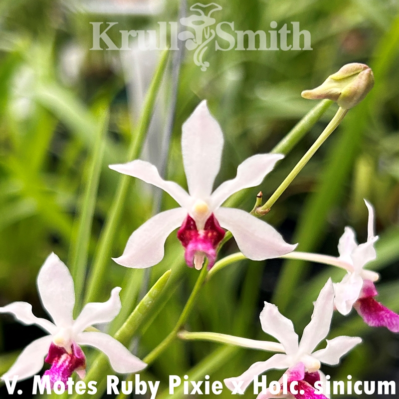 Vanda Motes Ruby Pixie x Holcoglossum sinicum Seedling