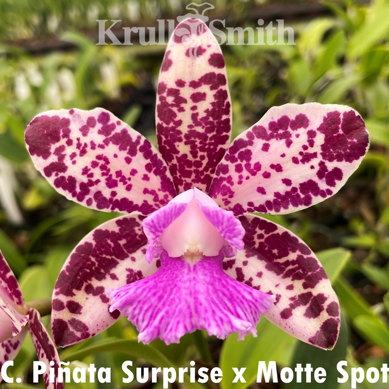 Cattleya Piñata Surprise x Motte Spot