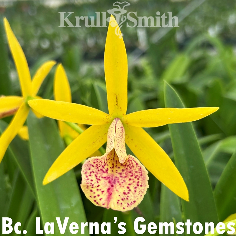 Brassavola Crazyarachno x perrinii