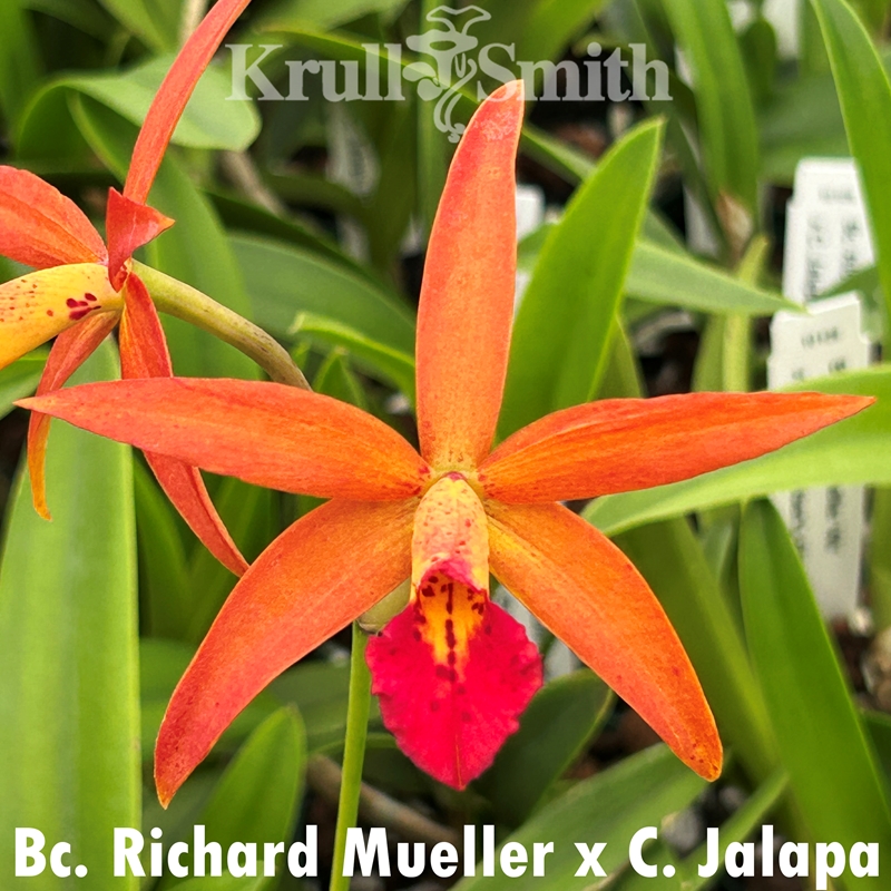 Bc. Richard Mueller x Cattleya Jalapa