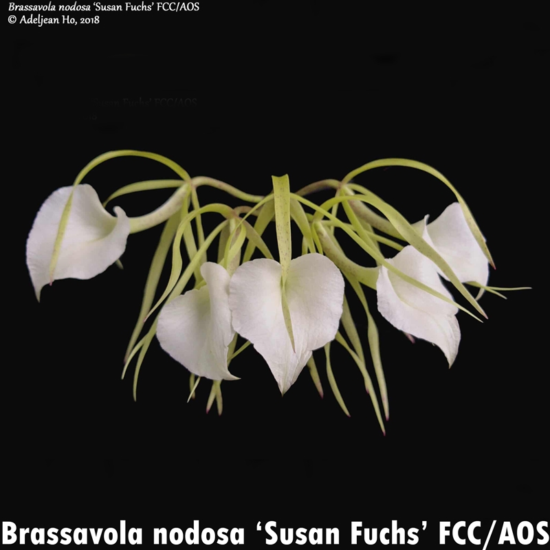 Brassavola nodosa ('Susan Fuchs' FCC/AOS x 'Joyce Weaver')