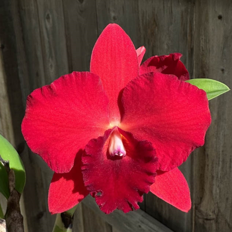 Parent Seedling Cattleya Purple Doll x Rlc. Diana's Rubies (Dug Ups)