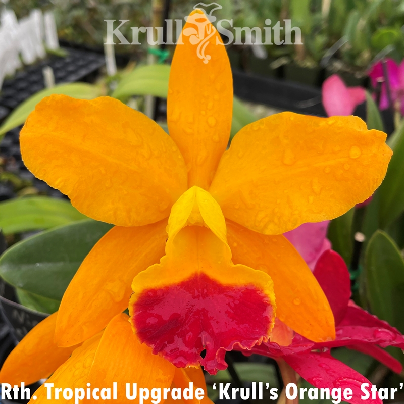 Rth. Tropical Upgrade x Rth. Murtha's Luck