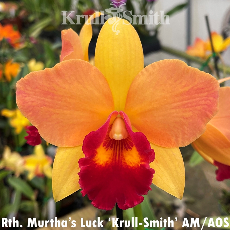 Parent Seedling Rth. Tropical Upgrade x Rth. Murtha's Luck (Dug Ups)