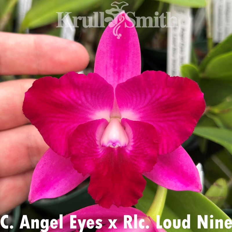 Cattleya Angel Eyes x Rlc. Cloud Nine