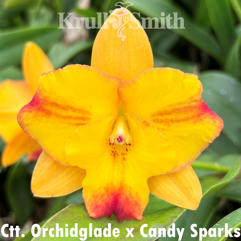 Rlc. Exotic Circle of Life
