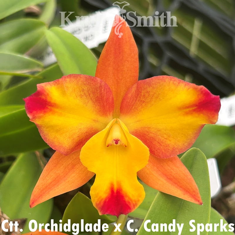 Ctt. Orchidglade x Cattleya Candy Sparks