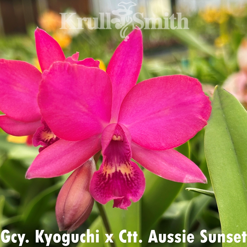 Gcy Kyoguchi x Ctt. Aussie Sunset