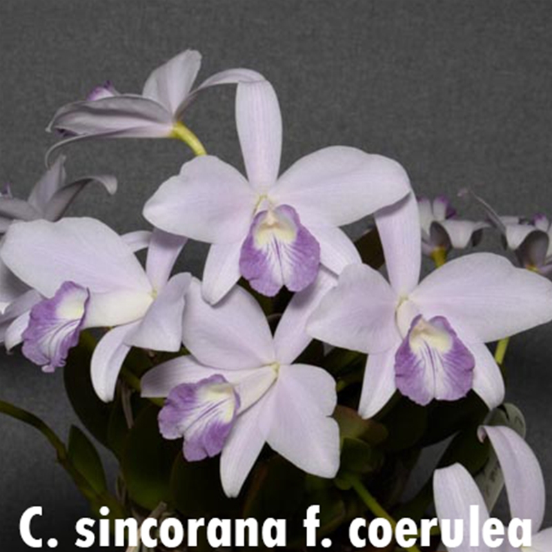 Parent Seedling Cattleya warneri f. coerulea x sincorana f. coerulea