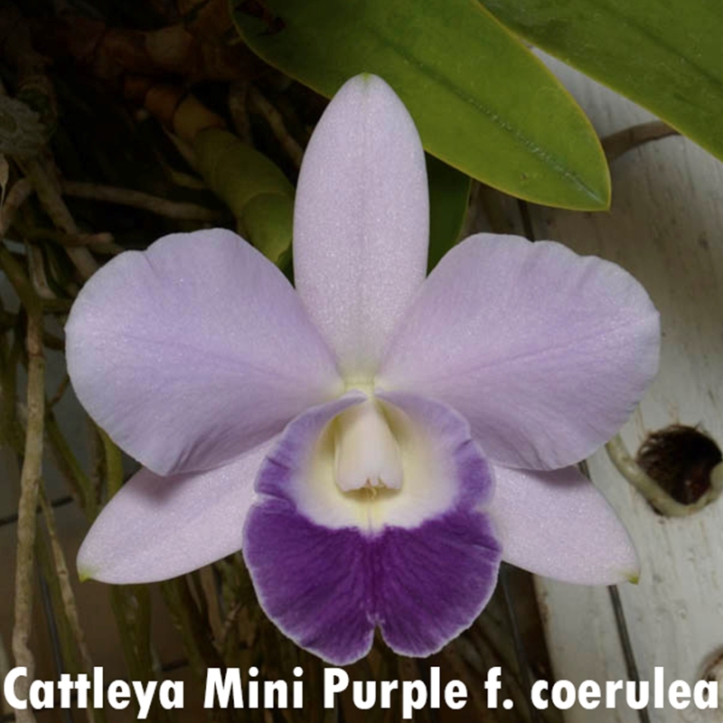 Cattleya Mini Purple f. coerulea 4n