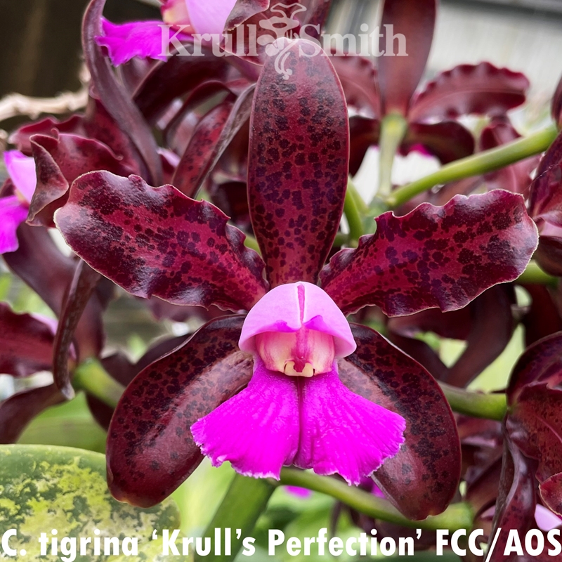 たーちゃんキラキラでキュートです♪★パライバカラーベリル★オーダー C. Little Dipper x Ctt. Tropical Aurora