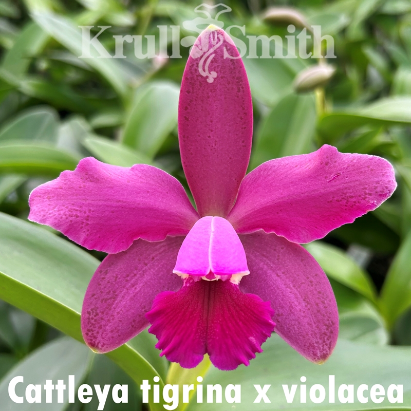 Cattleya tigrina x Cattleya violacea