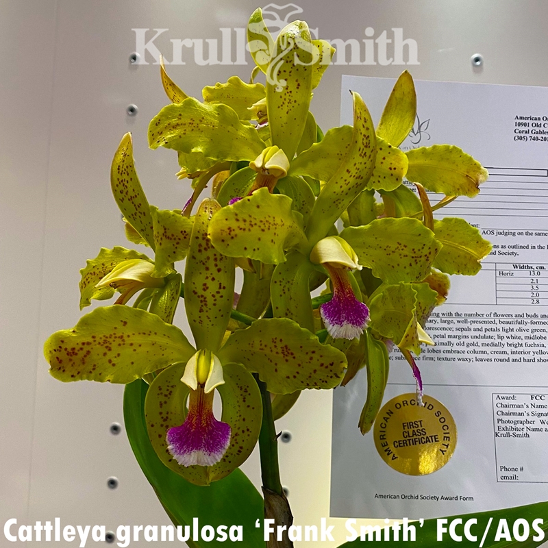 Parent Seedling Cattleya aclandiae x granulosa (2102)