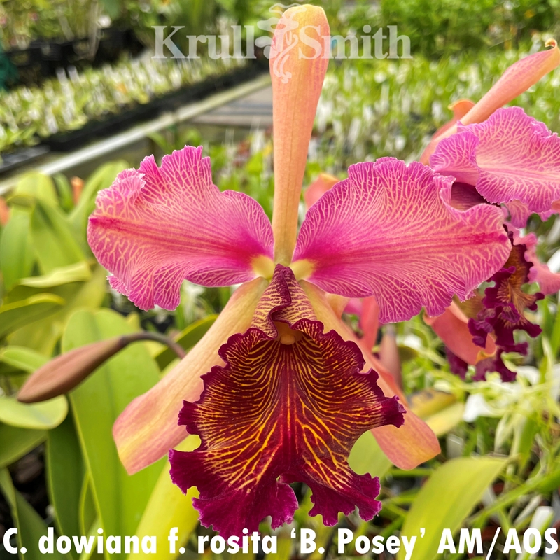 Parent Seedling Cattleya Chamberlainiana (2378)