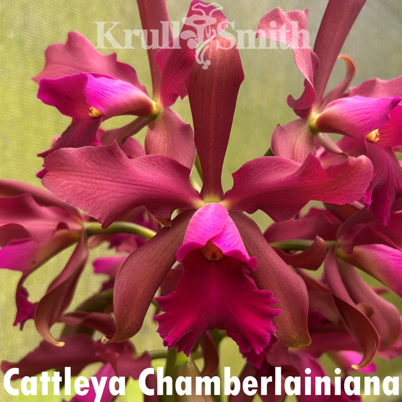 Cattleya Chamberlainiana (2378)