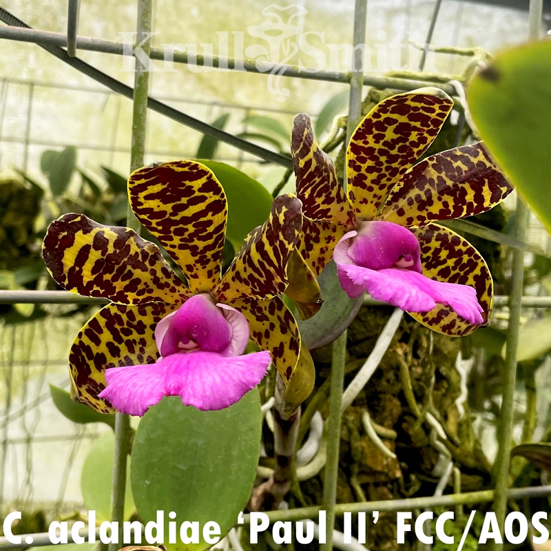 Parent Seedling Cattleya aclandiae 4n (2101)