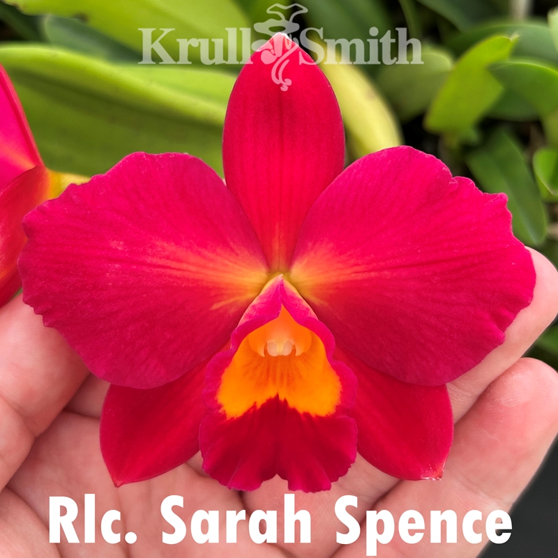 Christmas Cattleya 12-Pack*