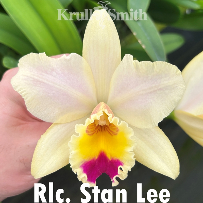 Christmas Cattleya 12-Pack*