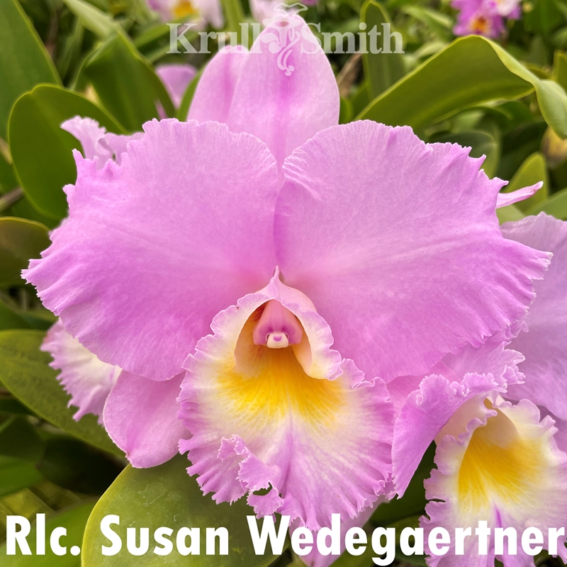 Christmas Cattleya 12-Pack*