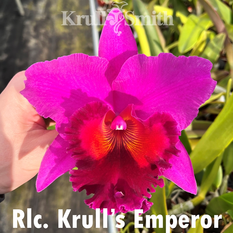 Christmas Cattleya 12-Pack*