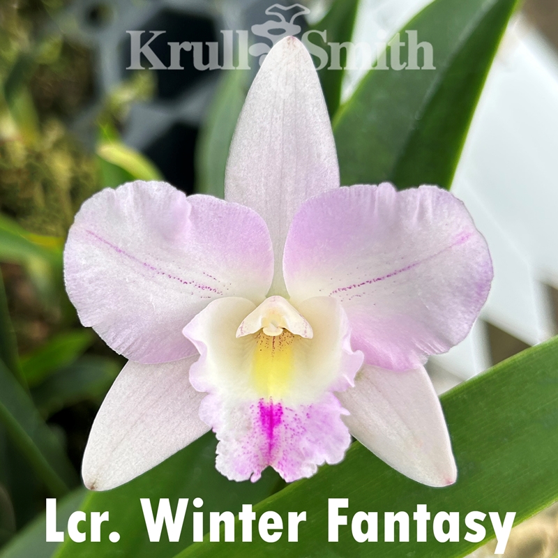 Christmas Cattleya 12-Pack*