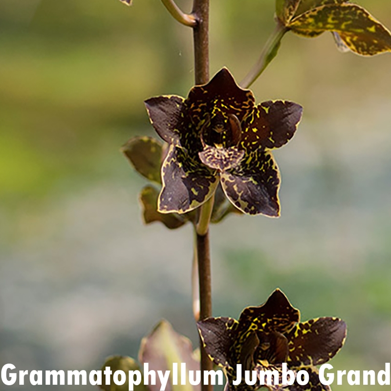 Parent Seedling Grammatocymbidium Pakkret Garuda x Grammatophyllum Jumbo Grand