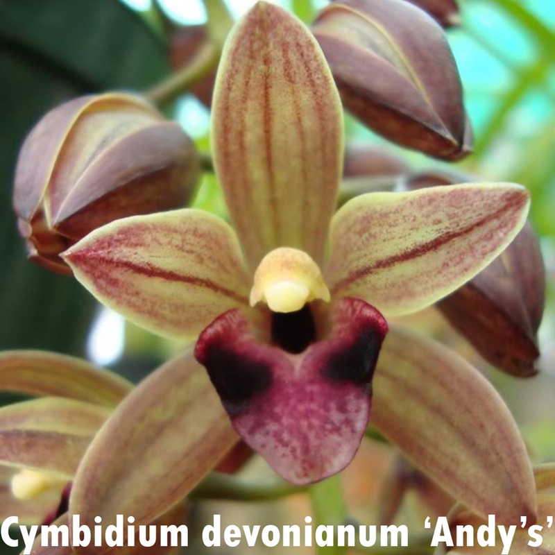 Parent Seedling Cymbidium Portuguese Passion x devonianum