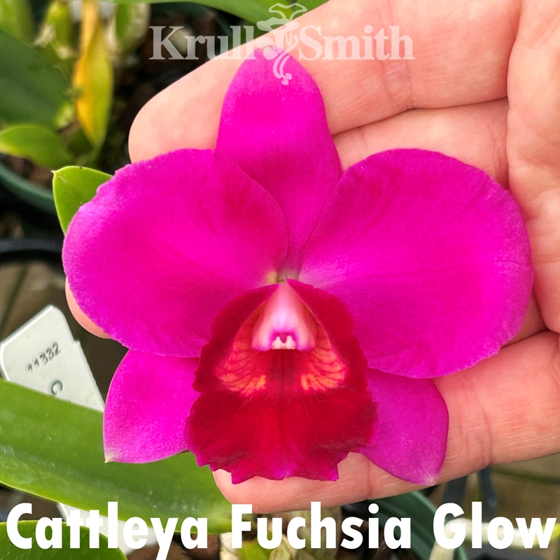 Vanda (Alan Ashe Patterson x nana) x Holc. pumilum