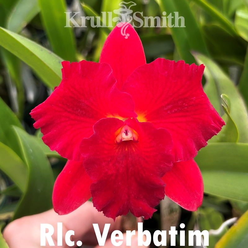 Rlc. Verbatim