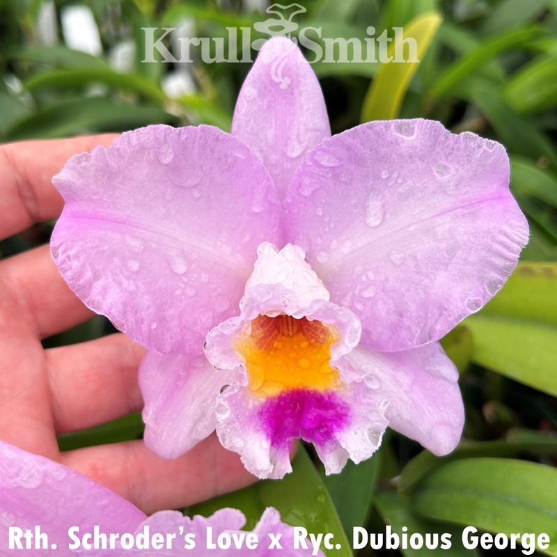 ディシラ  ローズクチュール コレクション Rlc. Schroder's Love x Ryc. Dubious George