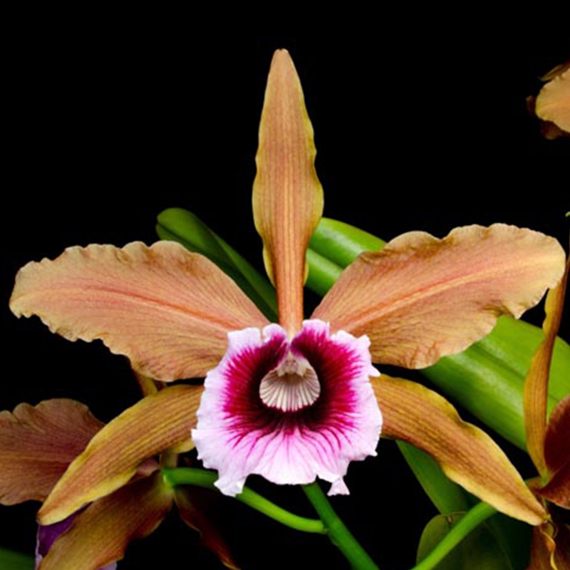 Parent Seedling Cattleya tenebrosa - treated (10573)