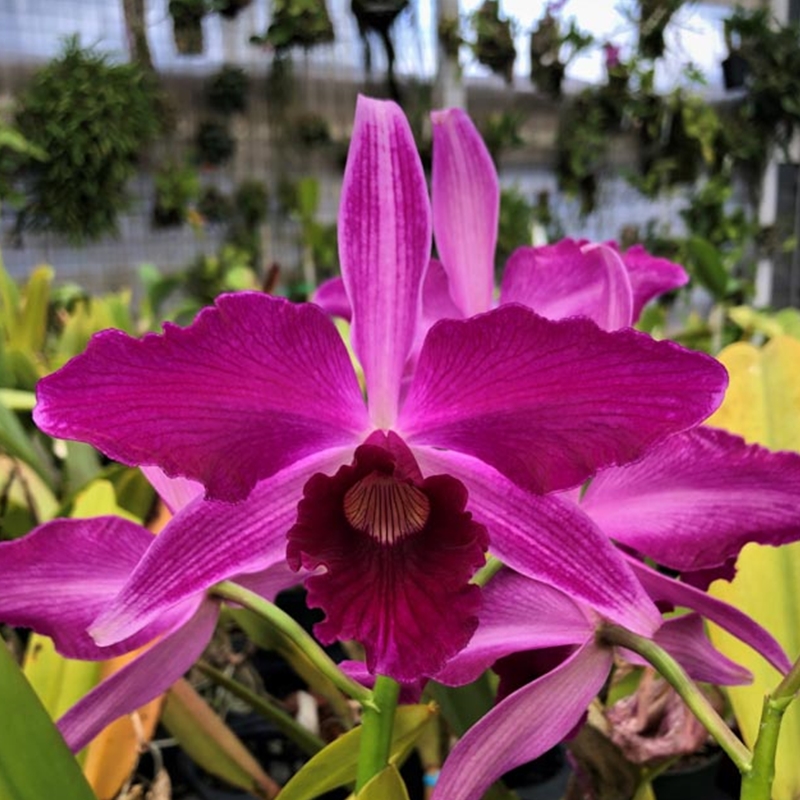 Parent Seedling Cattleya purpurata f. sanguinea - treated (10450)