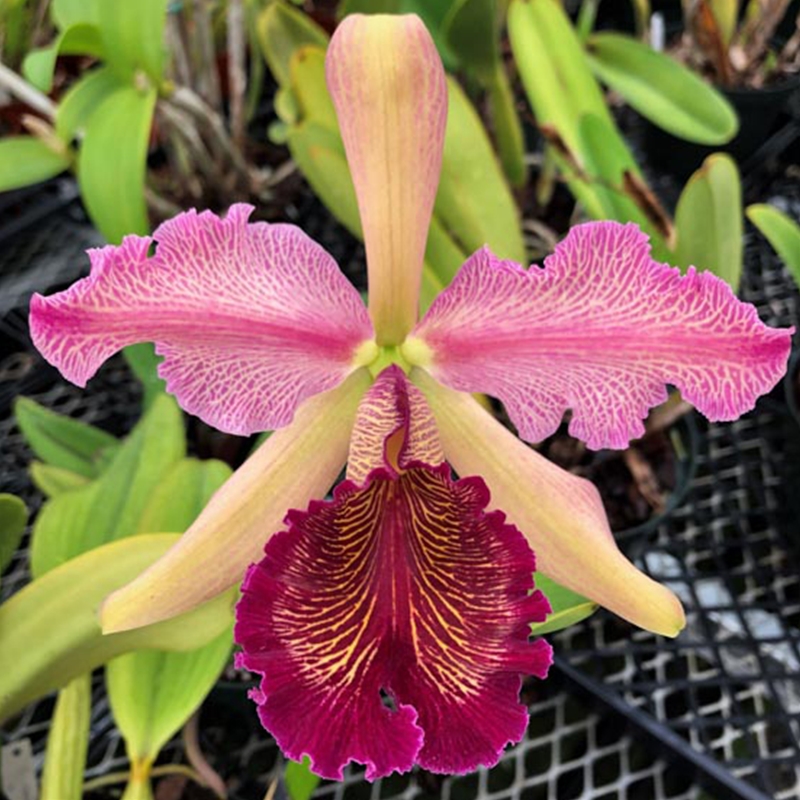 Vanda lombokensis x suavis (2328) *FLASK*