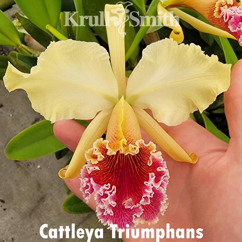 Cattleya Triumphans (2105)