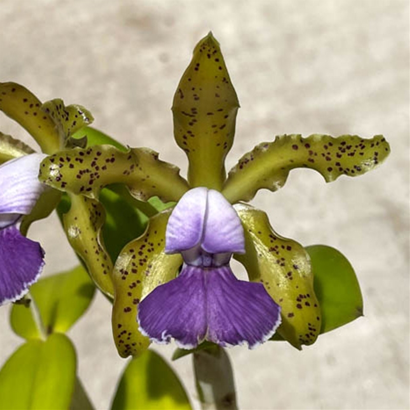 Parent Seedling Cattleya Memoria Nettie Belk x Mareeba Tiger