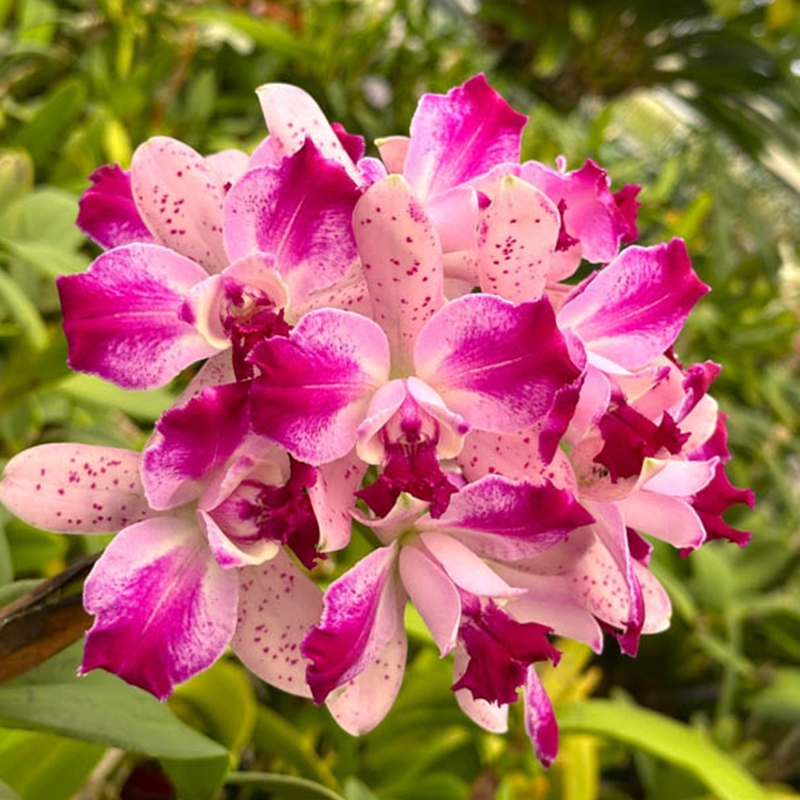 ブラックルチル　カメ　カービング　レッドルチル Cattleya What'll It Be