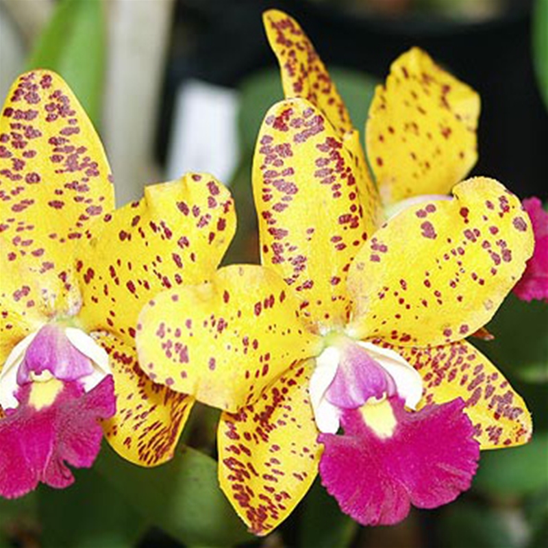 Parent Seedling Cattleya What'll It Be