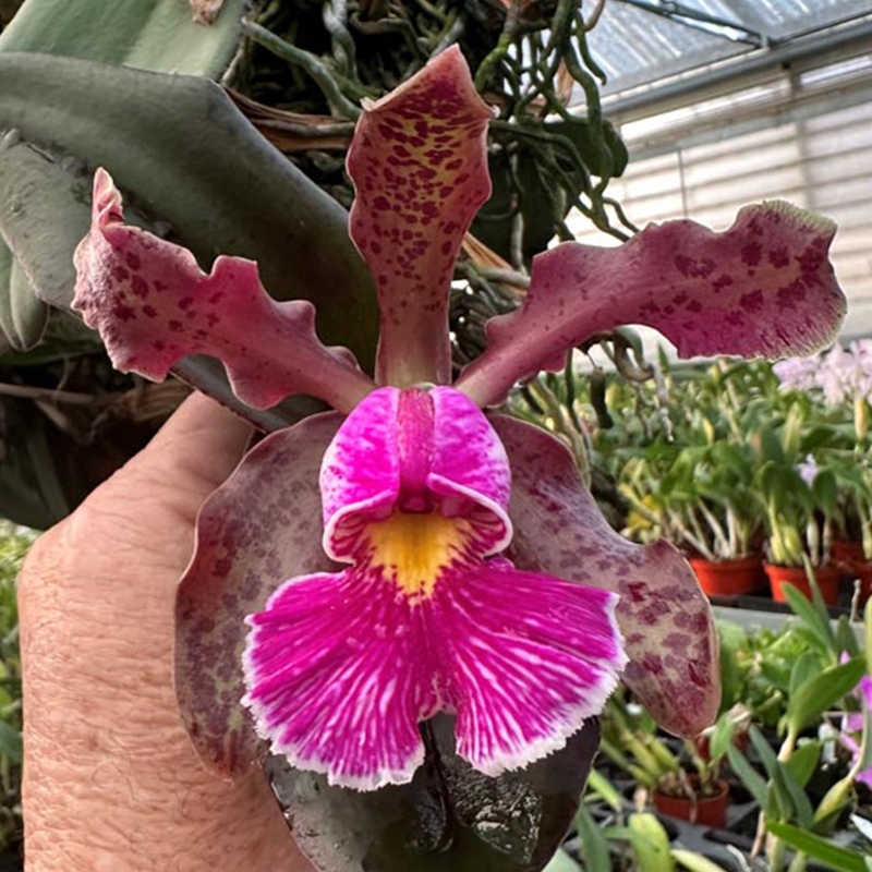 Parent Seedling Cattleya Mareeba Tiger (10458)