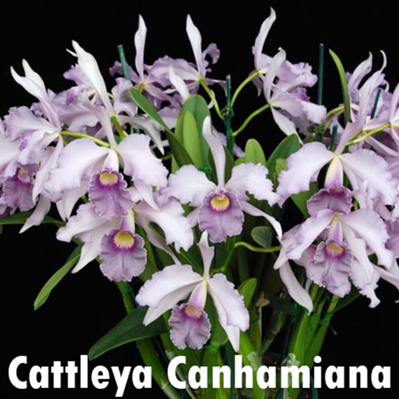 Parent Seedling Cattleya loddigesii f. coerulea x Canhamiana