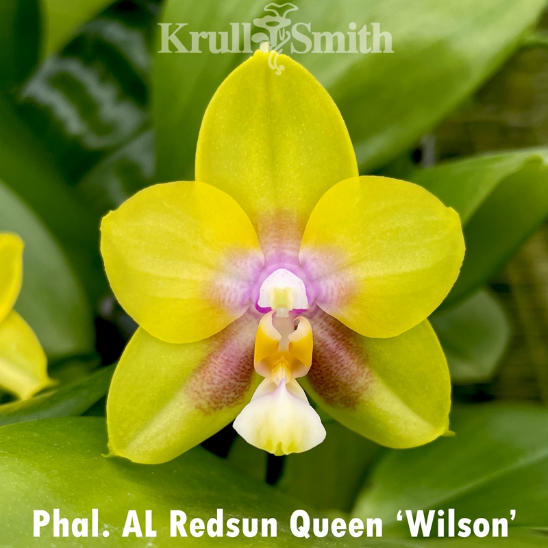 Parent Seedling Phalaenopsis (Green Lotus x Yaphon Lover) x AL Redsun Queen