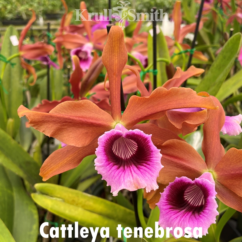 Vanda Peaches